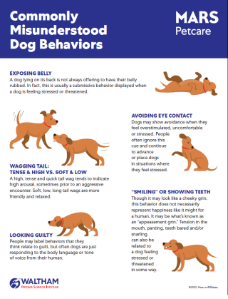 Commonly Misunderstood Dog Behaviors
